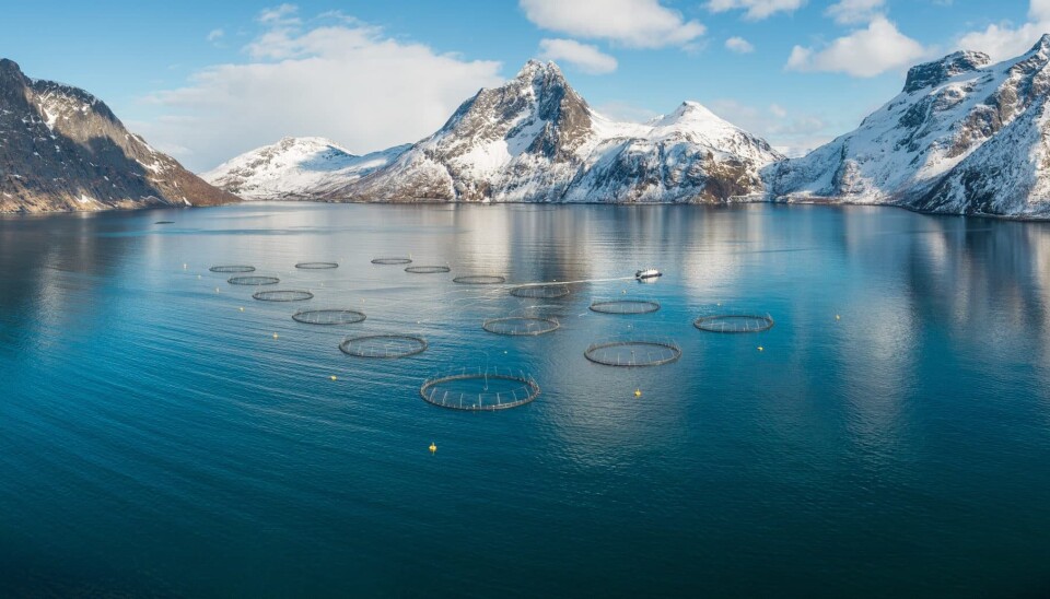 Vi eksporterte fisk for 13 milliarder kroner til USA i fjor, hvorav laks utgjør 80 prosent Lakseoppdrett